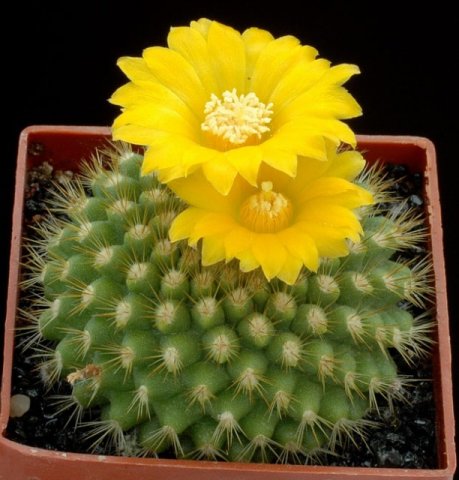 Parodia_saint_pieana